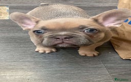 Pug dogs for stud: KC Reg Proven French Bulldog Lilac & Tan For Stud in Colchester - Image 13