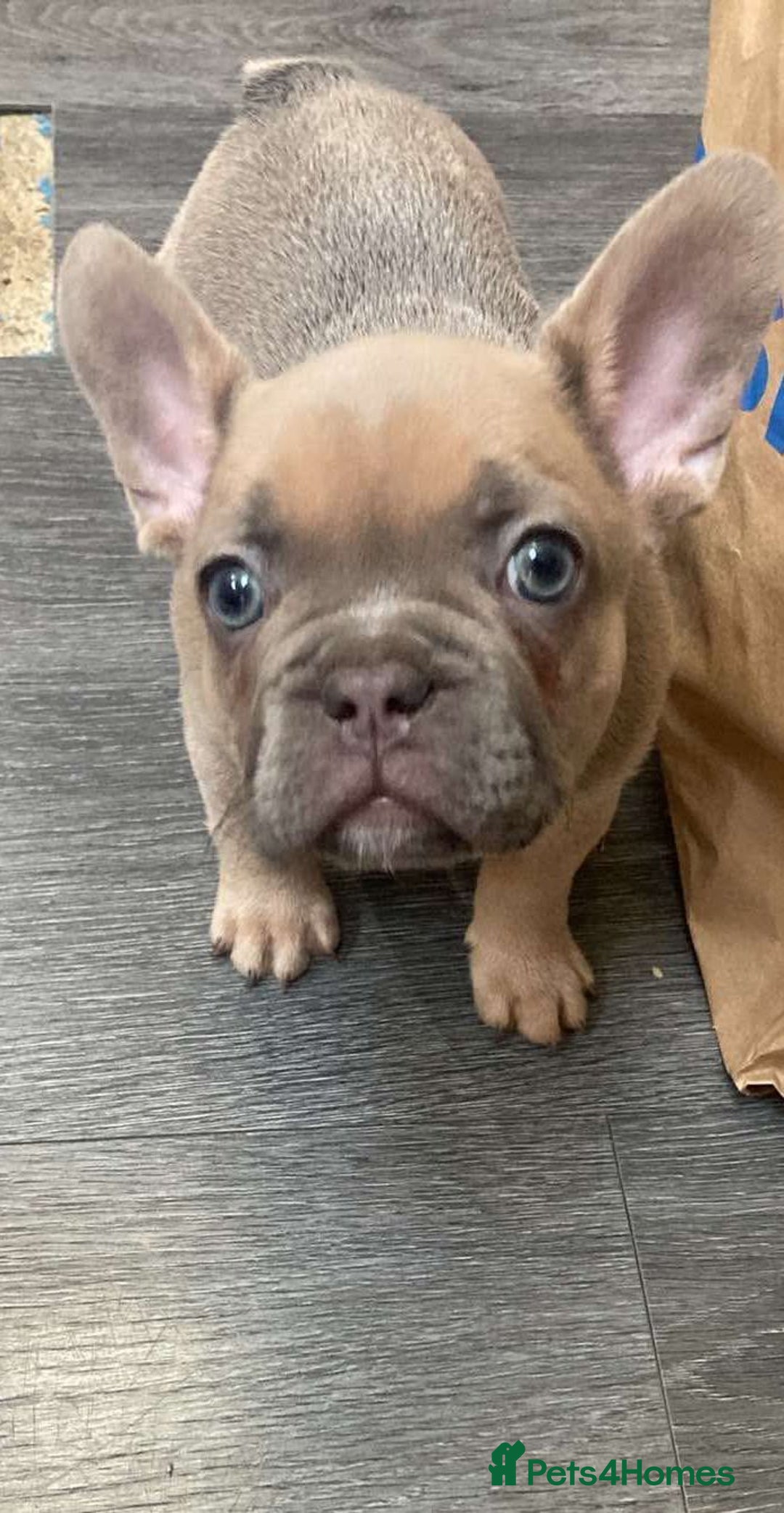 Pug dogs for stud: KC Reg Proven French Bulldog Lilac & Tan For Stud in Colchester - Image 13