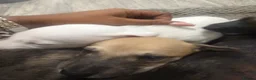 Whippet dogs for sale: Pure WHIPPET PUPPIES - Advert 25
