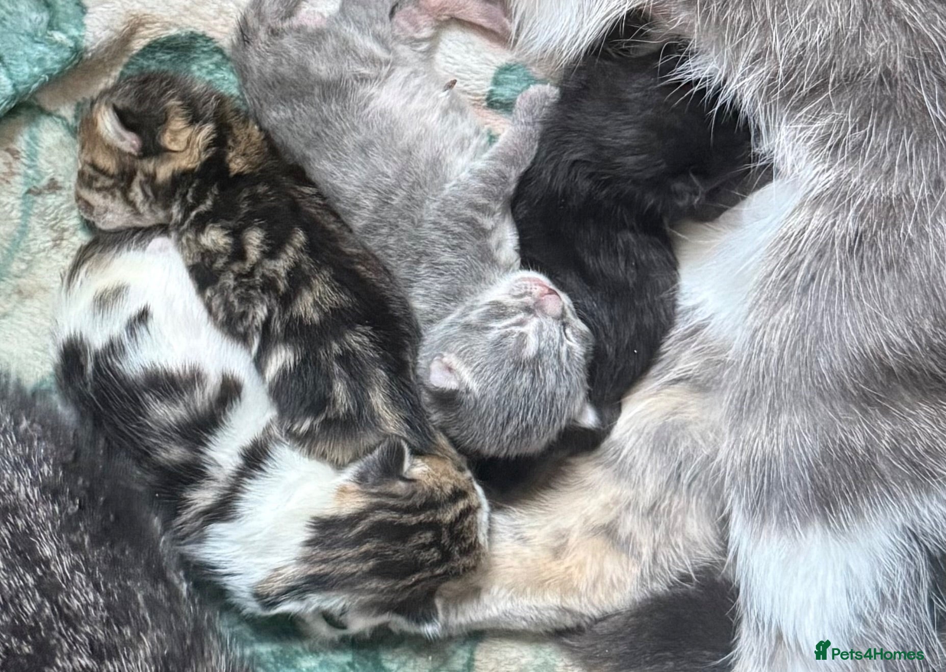 Mixed Breed cats Gorgeous kittens - Advert 1