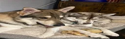 Shepsky dogs for sale: Shepsky puppies  - Advert 5
