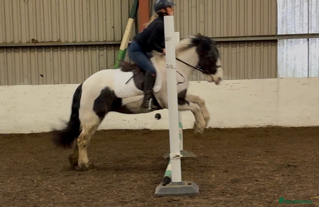 Other Breed horses for sale: Super versatile 12.3hh cob type mare  - Advert 2