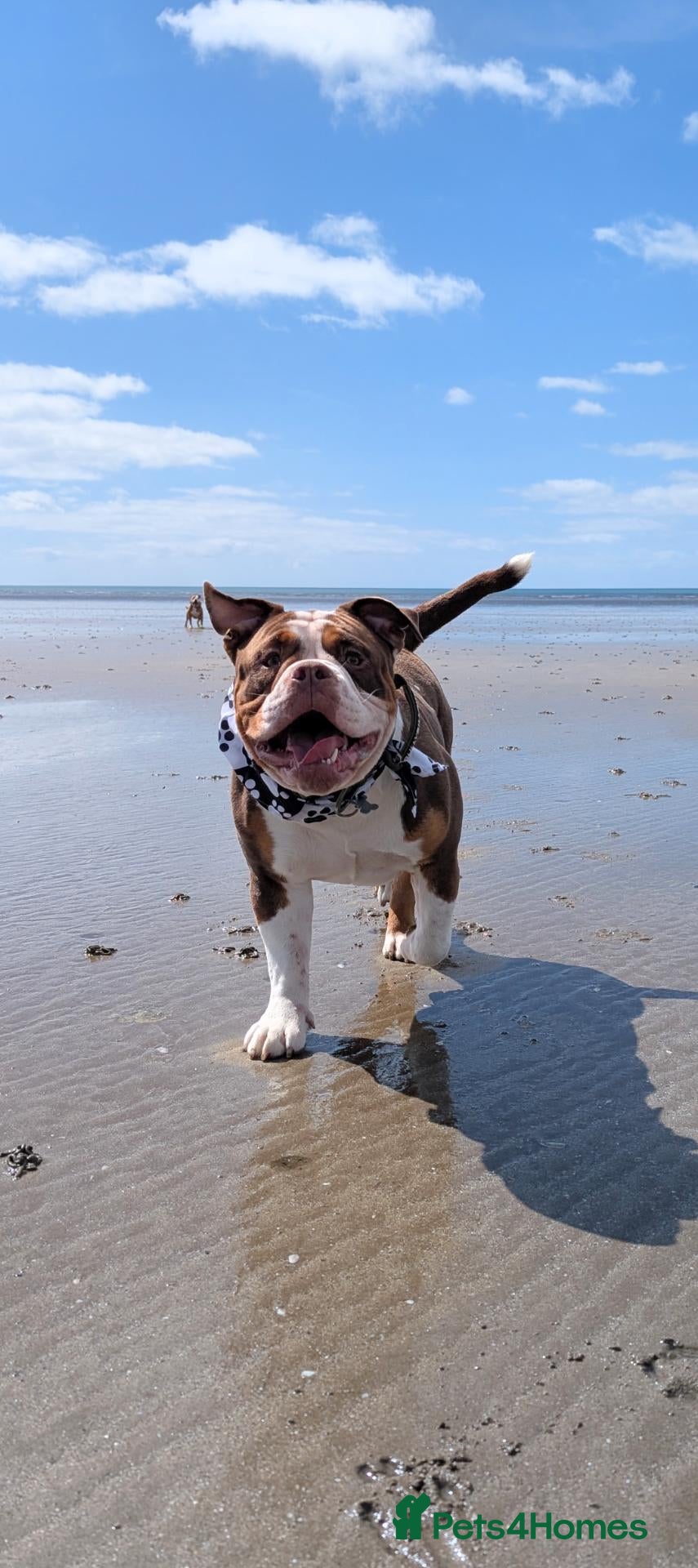 Olde English Bulldogge dogs Chocolate tri available for stud-NEBBR registered - Advert 2