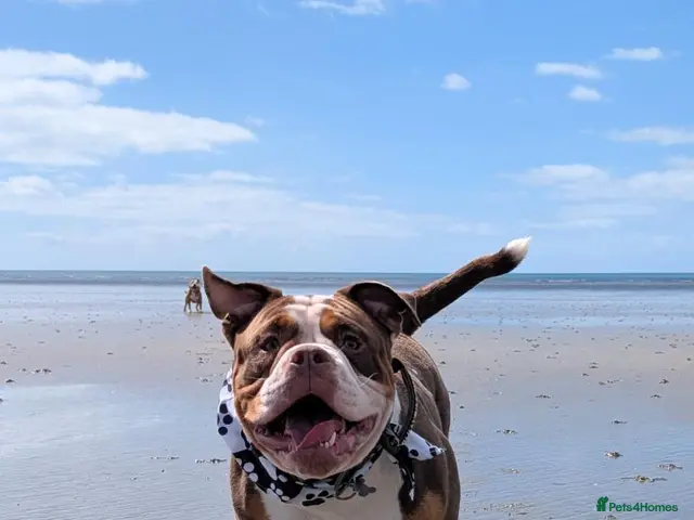 Olde English Bulldogge dogs for stud: Chocolate tri available for stud-NEBBR registered - Advert 2