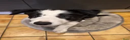 Border Collie dogs for sale: Boarder collie  - Advert 5