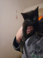 Mixed Breed cats - Advert 12