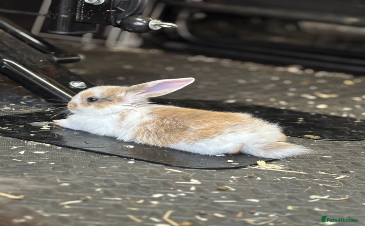 Mini Lop rabbits - Advert 1