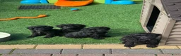 Cockapoo dogs for sale: Super cute 2 Tiny Female Cockapoo Pups - Advert 12