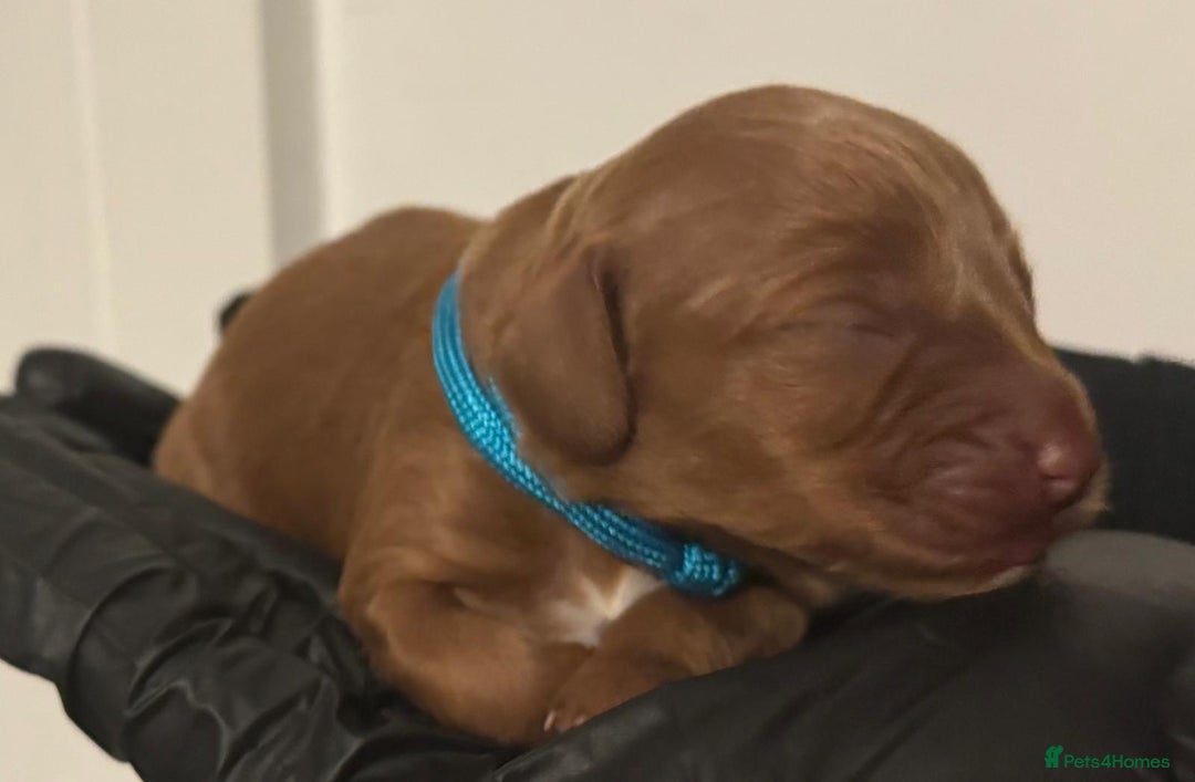 Cockapoo dogs for sale: 🐾 Beautiful Red Cockapoo Puppies 🐾 - Advert 11