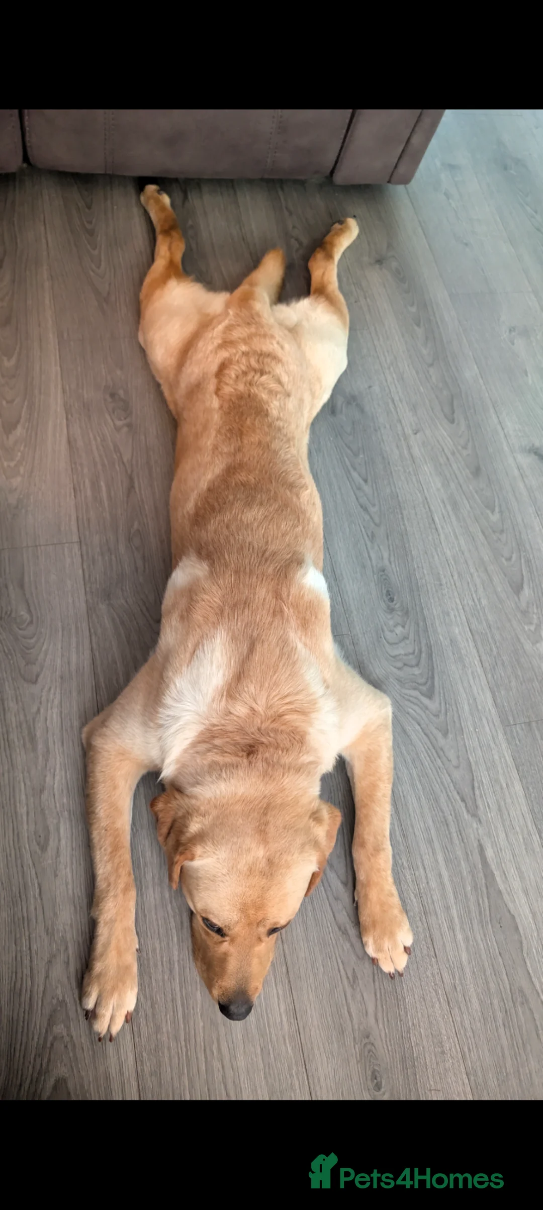 Labrador Retriever dogs for sale: Parker - Advert 6