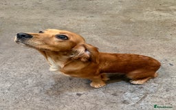 Cocker Spaniel dogs for sale: Beautiful Purebred Cocker Spaniel Puppies - Advert 8