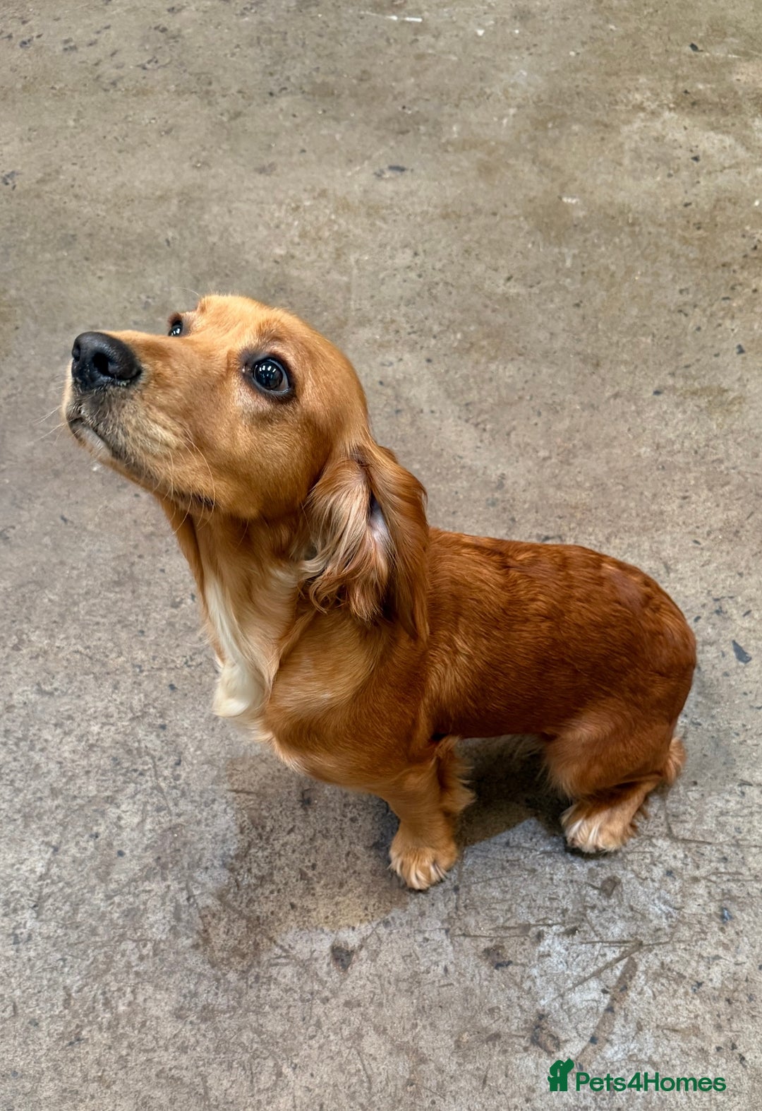 Cocker Spaniel dogs for sale: Beautiful Purebred Cocker Spaniel Puppies - Advert 8