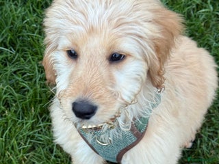 Labradoodle dogs Beautiful male golden doodle - Advert 1