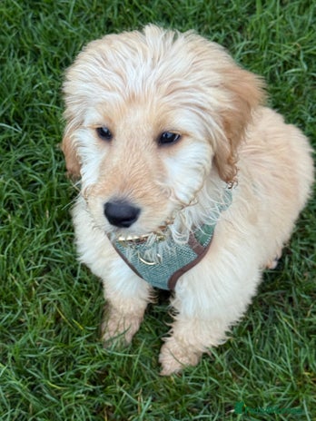 Labradoodle dogs Beautiful male golden doodle - Advert 1