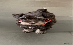 Miniature Schnauzer dogs for sale: 5* Licensed KC Toy Chocolate Schnauzers - Image 23