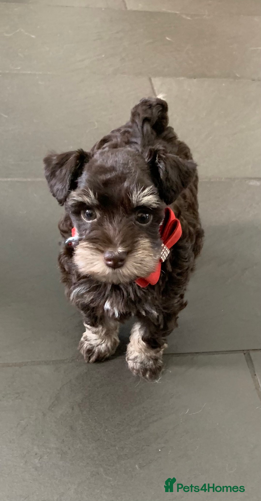 Miniature Schnauzer dogs for sale: 5* Licensed KC Toy Chocolate Schnauzers - Image 23