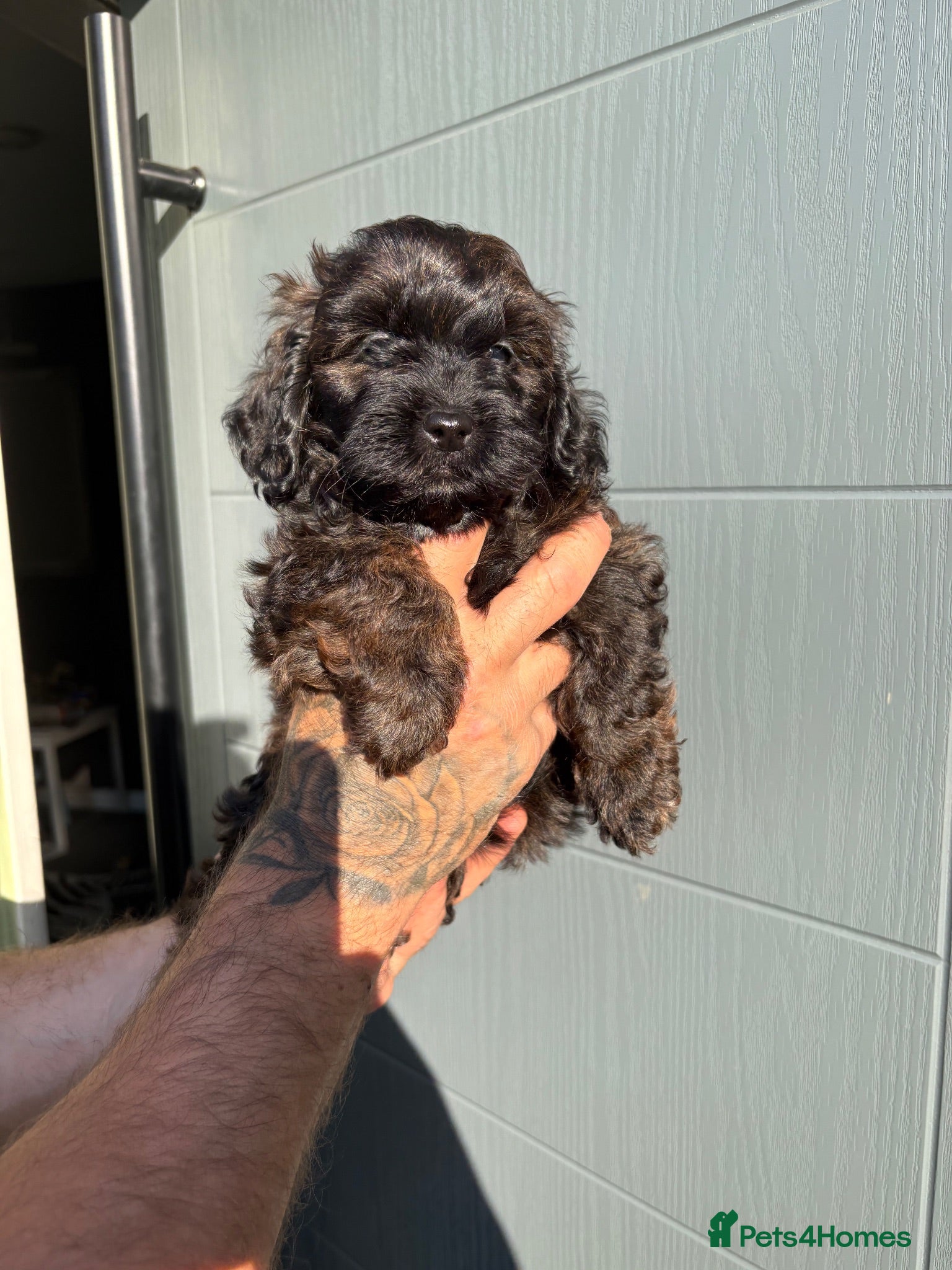 Shihpoo dogs Adorable F1B Shihpoo puppies ready 9/8/26 🧸🤎🐾 - Advert 4