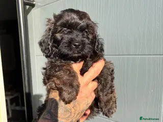 Shihpoo dogs Adorable F1B Shihpoo puppies ready 9/8/26 🧸🤎🐾 - Advert 4