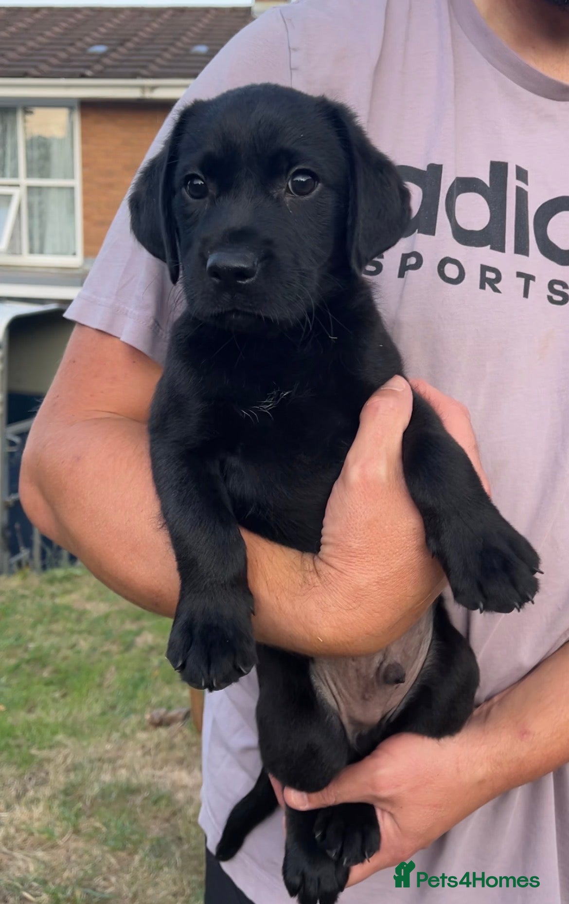 Labrador Retriever dogs Kc reg health tested Labrador pups  - Advert 1