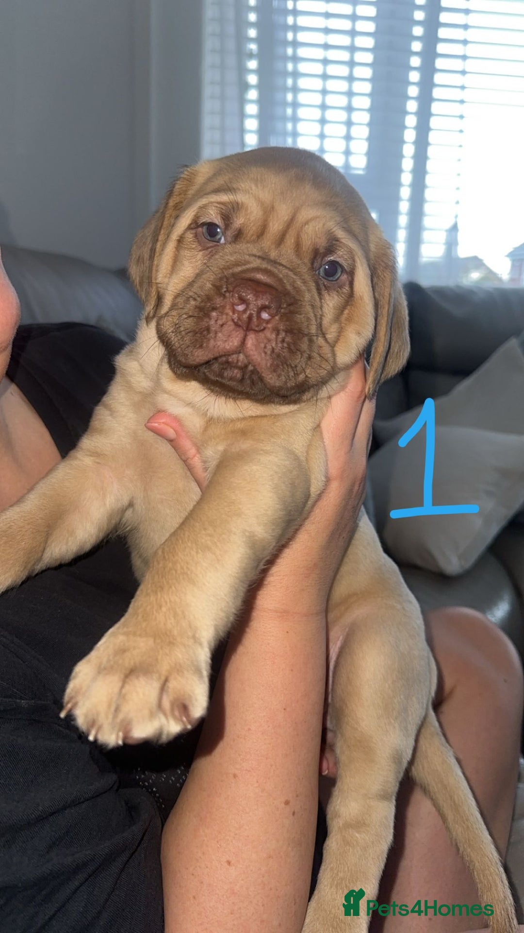 Dogue De Bordeaux dogs for sale: Dogue de bordeaux - Advert 11