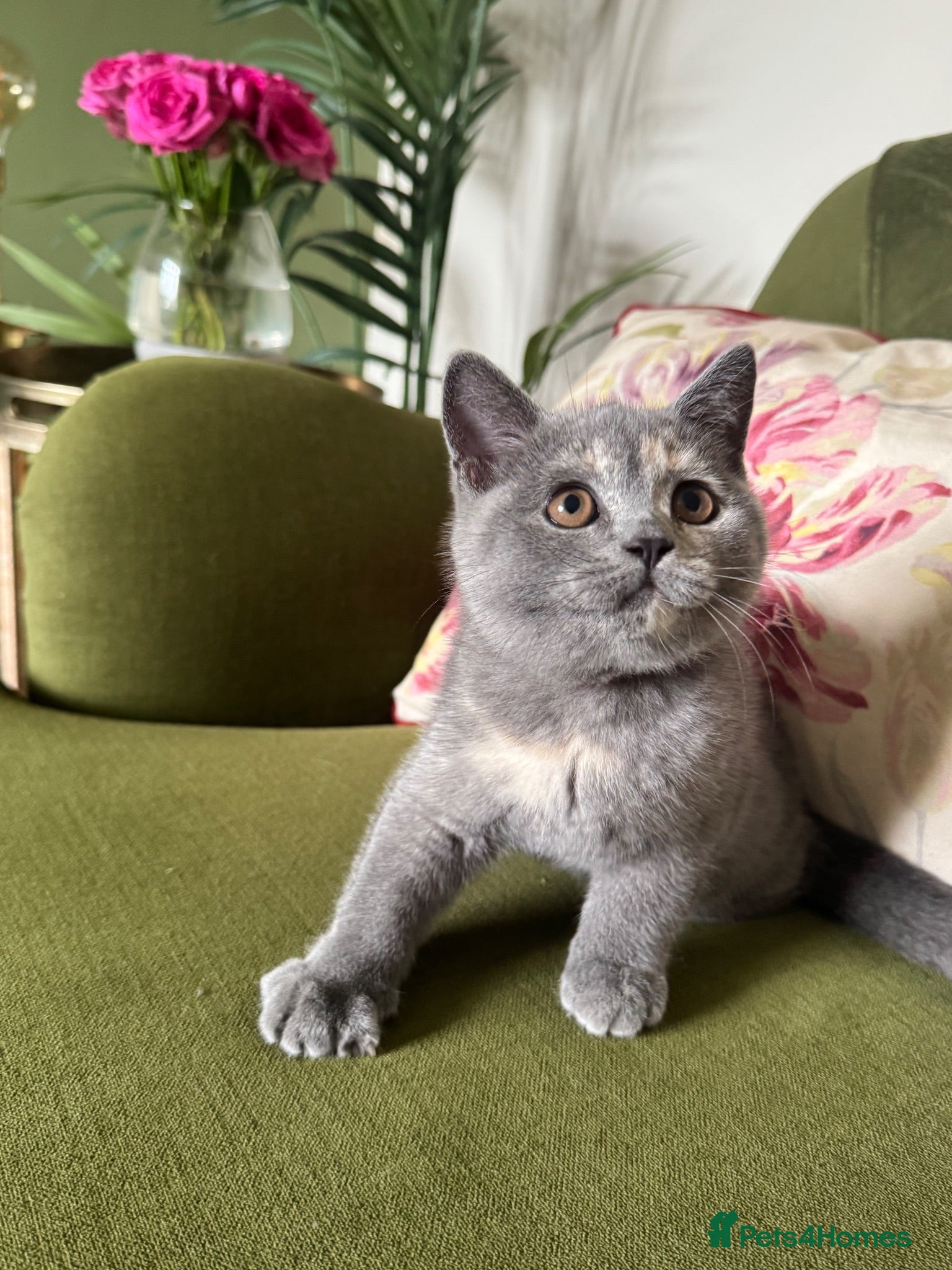 British Shorthair cats Imperial Grand Champion Sired British Shorthair  - Advert 2