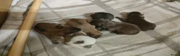 Pomeranian dogs for sale: 🐾🌟 Beautiful and Unique Pomeranian Puppies 🌟🐾 - Advert 1