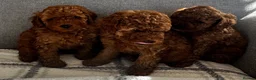 Toy Poodle dogs for sale: Beautiful Toy Poodle Puppies All Red Boys in Hoddesdon - Advert 3