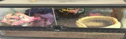 Frog reptiles for sale: Pecman frog in Reading - Advert 6