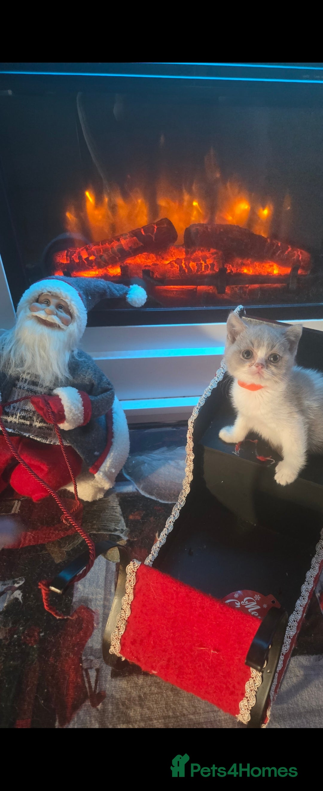 British Shorthair cats for sale: British shorthair kittens olny 1 girl ready now - Advert 3