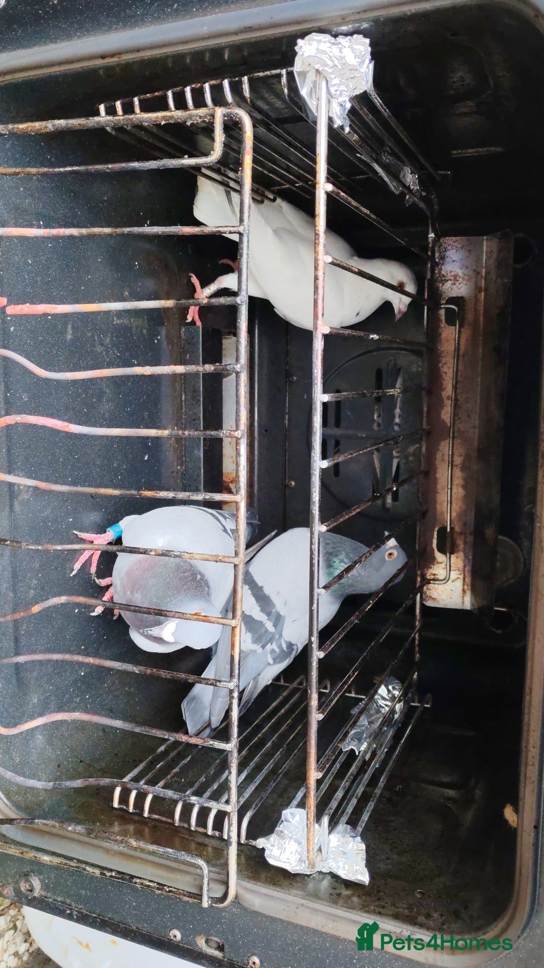 Pigeons birds for sale: GOOD DEAL! - Advert 4