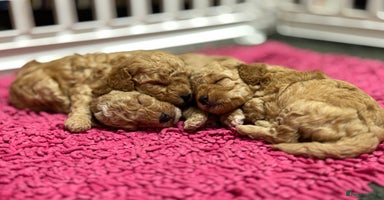 Toy Poodle dogs - Advert 9
