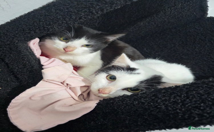 Mixed Breed cats 2 male kittens £40 for both  - Advert 1