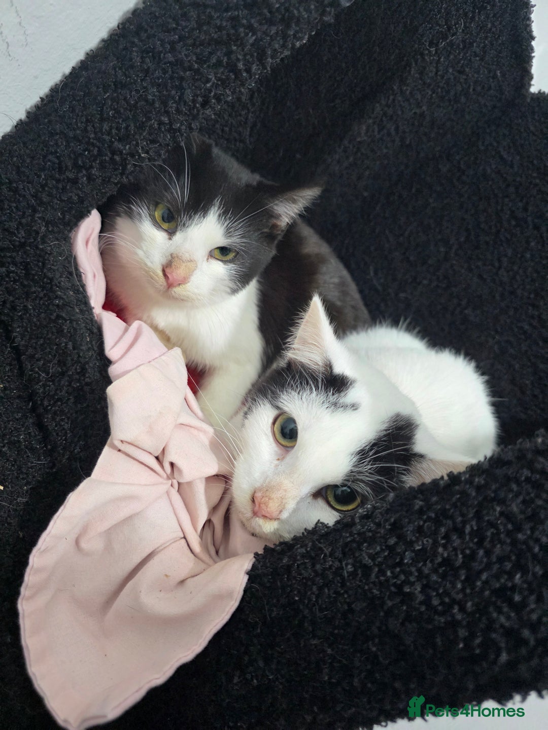 Mixed Breed cats for sale: 2 male kittens £40 for both  - Advert 1