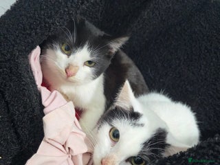 Mixed Breed cats for sale: 2 male kittens £40 for both - Advert 1