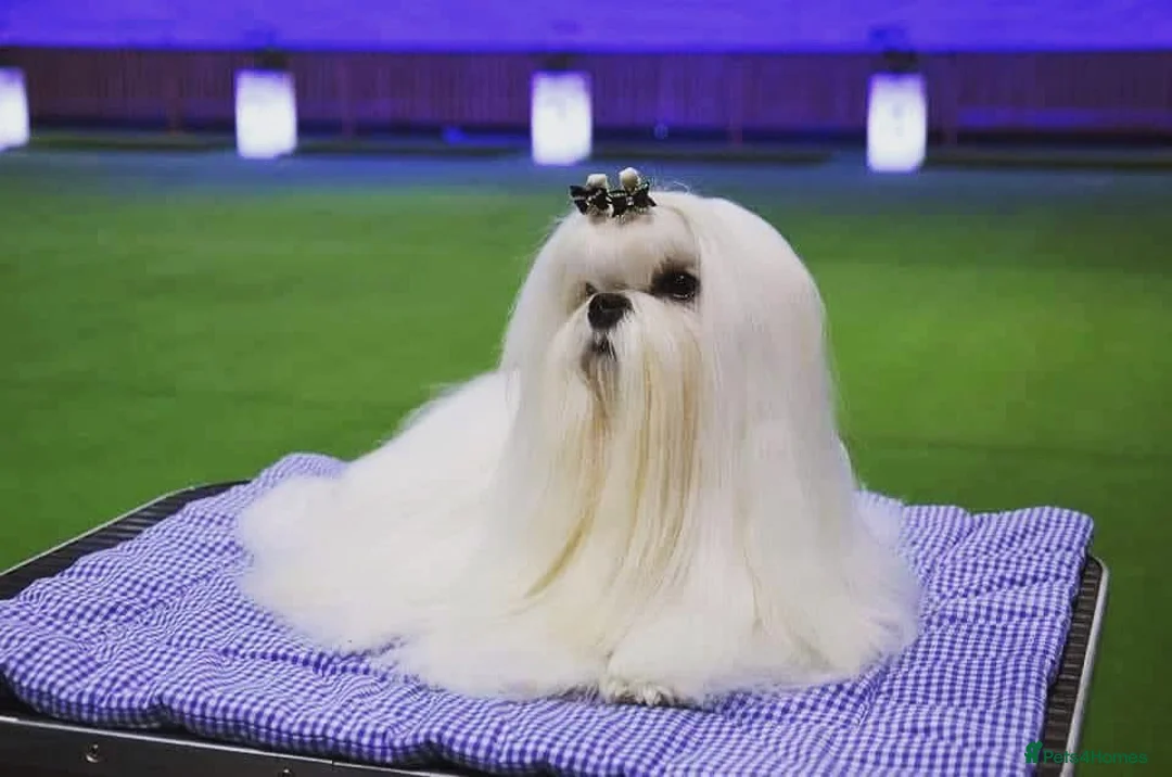 Maltese dogs for sale: Reduced price 💙Maltese cute puppies 💙 - Advert 20