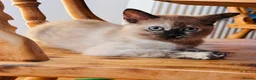 Siamese cats for sale: Beautiful Siamese x Persian kittens ready to go - Advert 11
