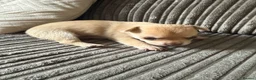 Chihuahua dogs for sale: Beautiful litter of chihuahua puppies  - Advert 3