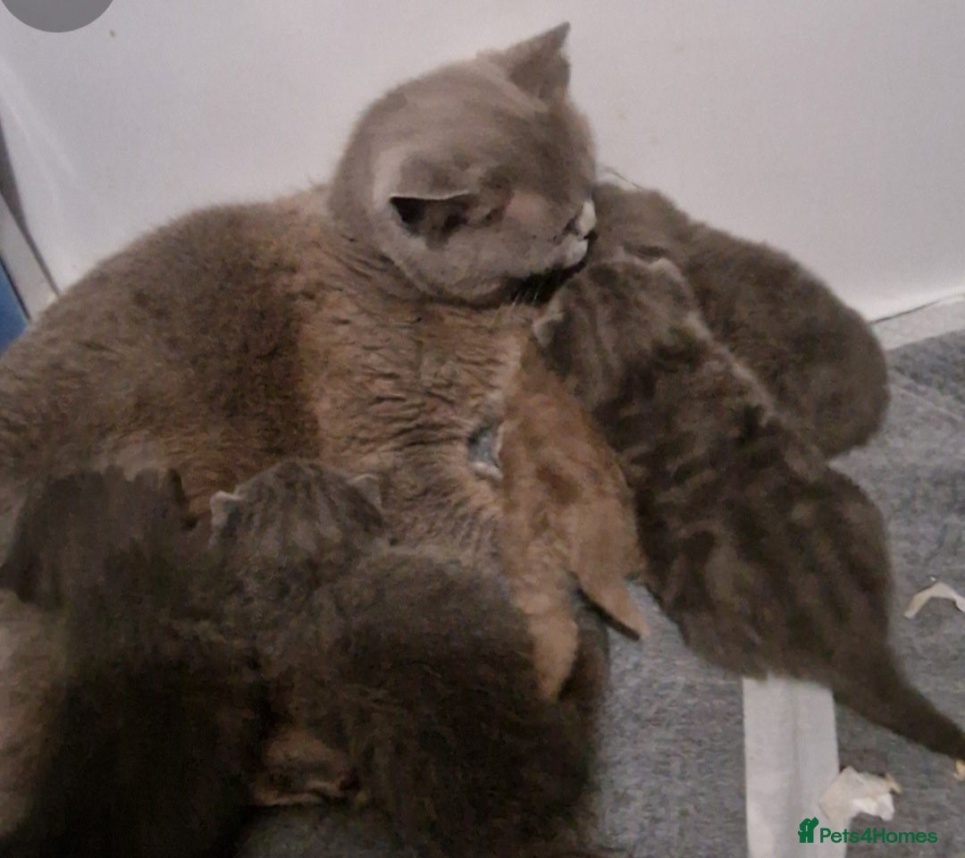 British Shorthair cats Gorgeous GCCF reg British Shorthair kittens  - Advert 1