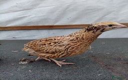 Quail poultry for sale: Jumbo Cortornix Quail - Italian, Pharoah and white - Image 1