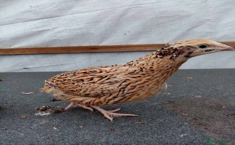 Quail poultry - Advert 1