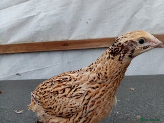 Quail poultry - Advert 22