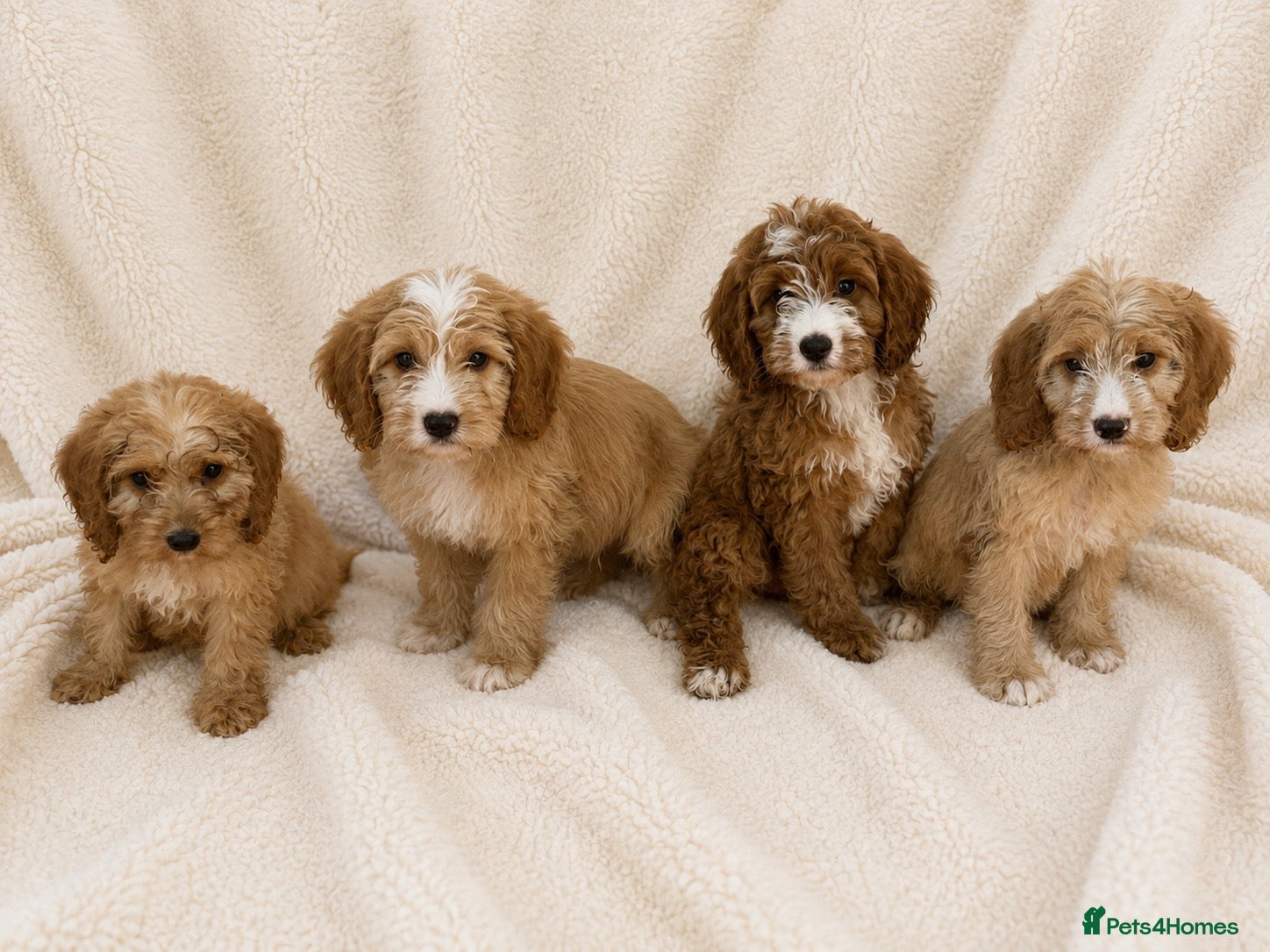 Cockapoo dogs F1 cockerpoo  - Advert 1