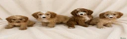 Cockapoo dogs for sale: F1 cockerpoo  - Advert 1