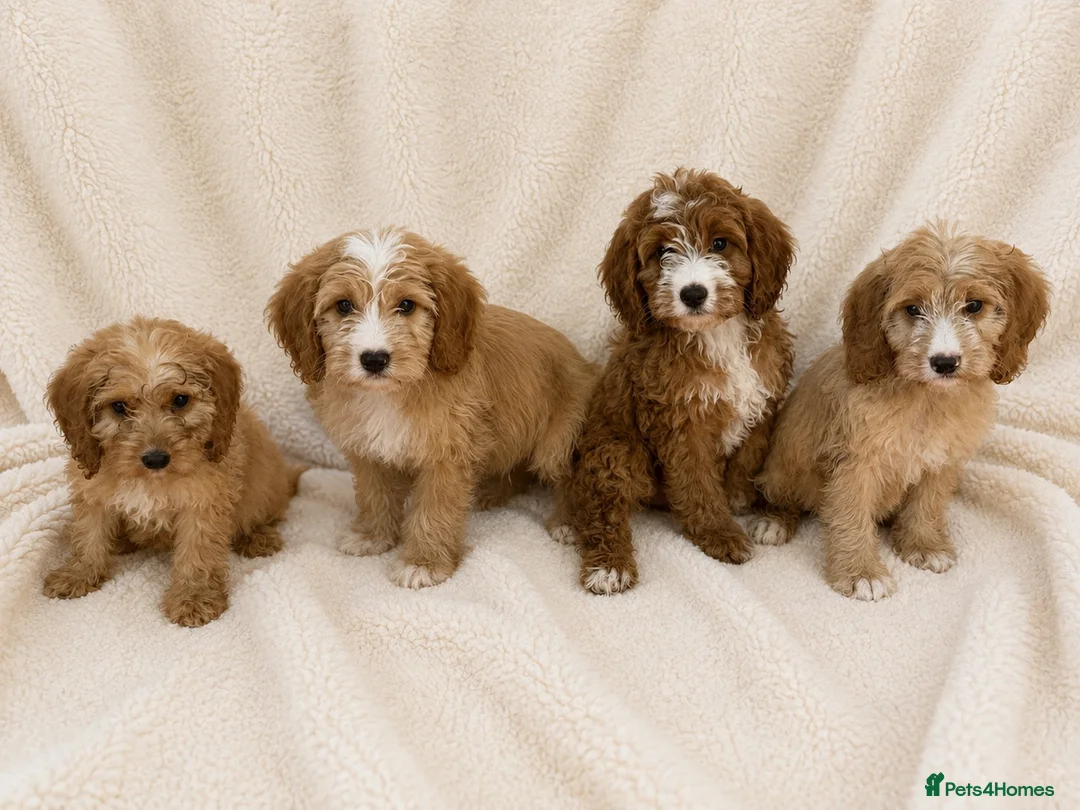 Cockapoo dogs for sale: F1 cockerpoo  - Advert 1