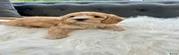 Cavapoo dogs for sale: F1 cavapoo puppies  - Advert 11