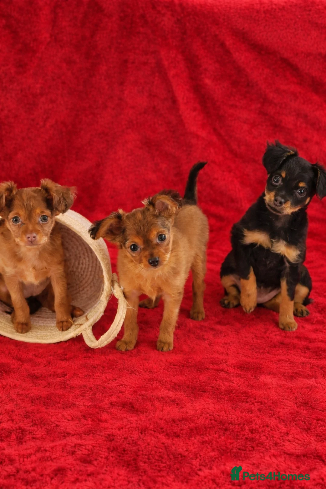 Russian Toy Terrier dogs for sale: Russian Toy Puppies from Quality Show Lines - Advert 1