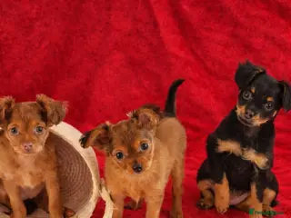 Russian Toy Terrier dogs Russian Toy Puppies from Quality Show Lines - Advert 1