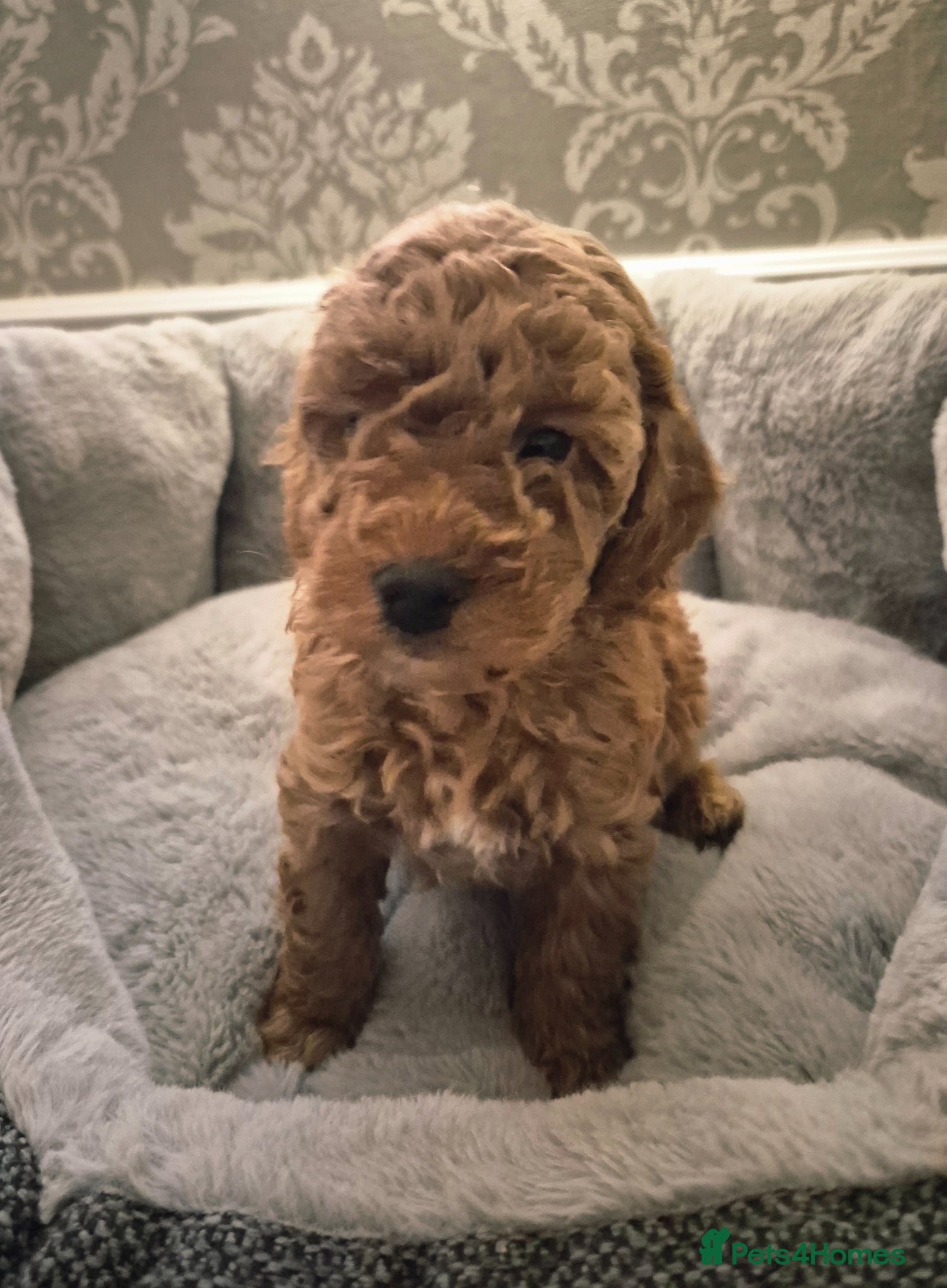 Cavapoo dogs F1B EXTENSIVELY HEALTH TESTED CAVERPOO PUPS - Advert 8