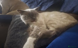 Ragdoll cats for sale: Beautiful ragdoll cat looking for forever home  - Image 1