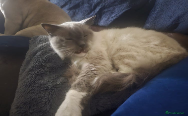 Ragdoll cats - Advert 15